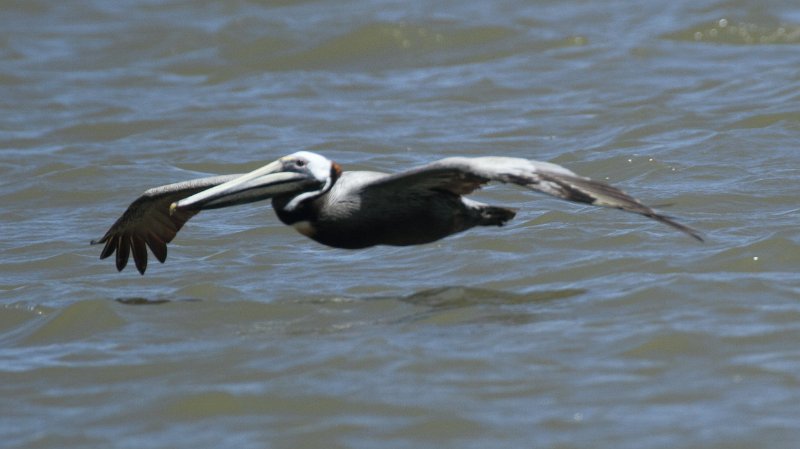Brown Pelican High Island_2010_04_24_3835.JPG